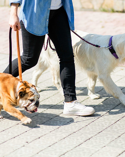 Going for a Walk