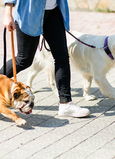 Going for a Walk 