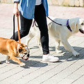 2匹の犬の散歩