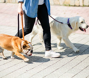 Hundeschule/Hundepension/Hundetagesstätte Flashmöpp, Inh. Nadja Pergher, Kammerwaldstrasse 4A, 54673 Bauler/DE