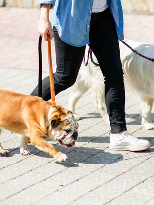 woman walking two dogs