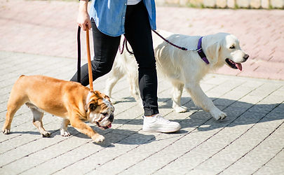Going for a Walk