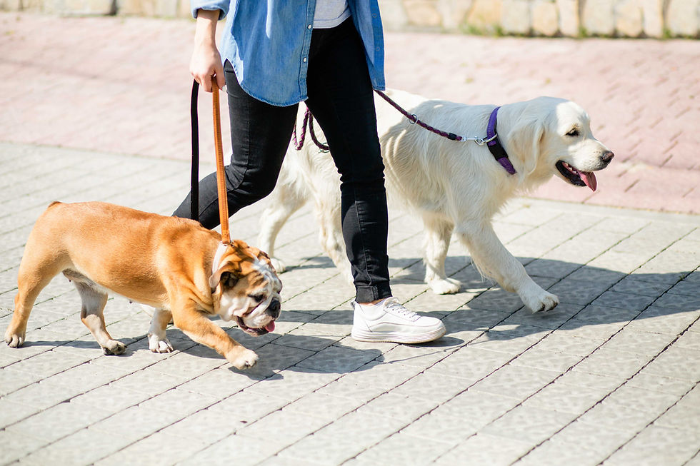 Walking Two Dogs