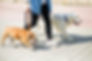 Dog walker (passeador)