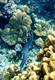 Underwater