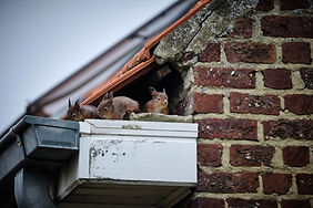 Squirrels in gutter