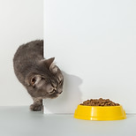 Cat Peeping at Food Bowl