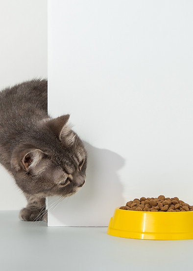 Katze guckt auf Futternapf