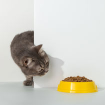 Pet Shop in Seawoods Nerul Navi Mumbai