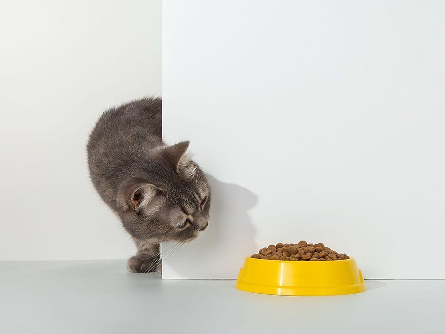 Cat Peeping at Food Bowl