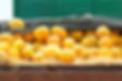 Heap of Yellow Pumpkins