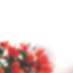 Blurry Flowers