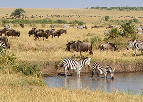 Zebras At Waterhole
