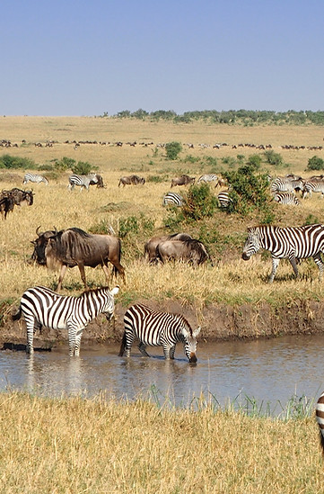 Zebras At Waterhole