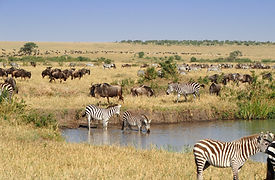 Zebras At Waterhole