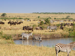 Diamonds, Stability, and Sparse Landscapes: What Makes Botswana’s Economy Work?