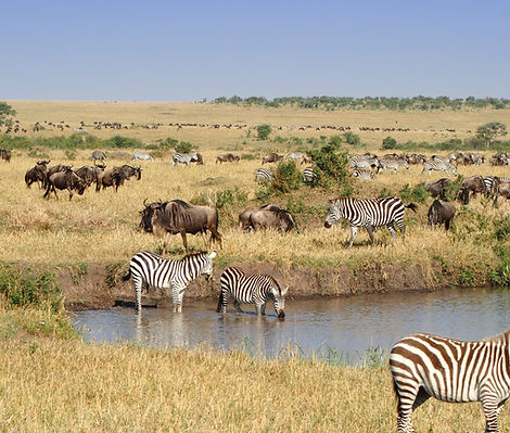 zèbres et animaux d'afrique