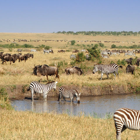 COP 16.2 Roma – 39 organizzazioni della società civile chiedono al governo un impegno concreto per gli obiettivi globali per la biodiversità
