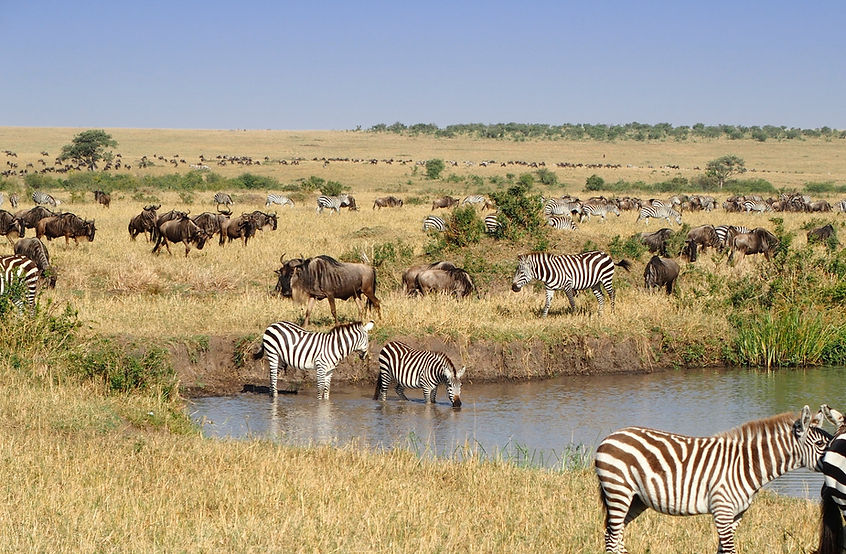 Zebras At Waterhole