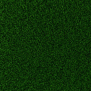 Grass Texture