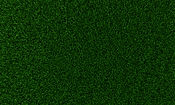 Grass Texture