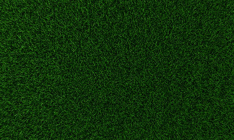 Green Grass Texture