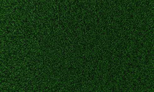 Grass Texture
