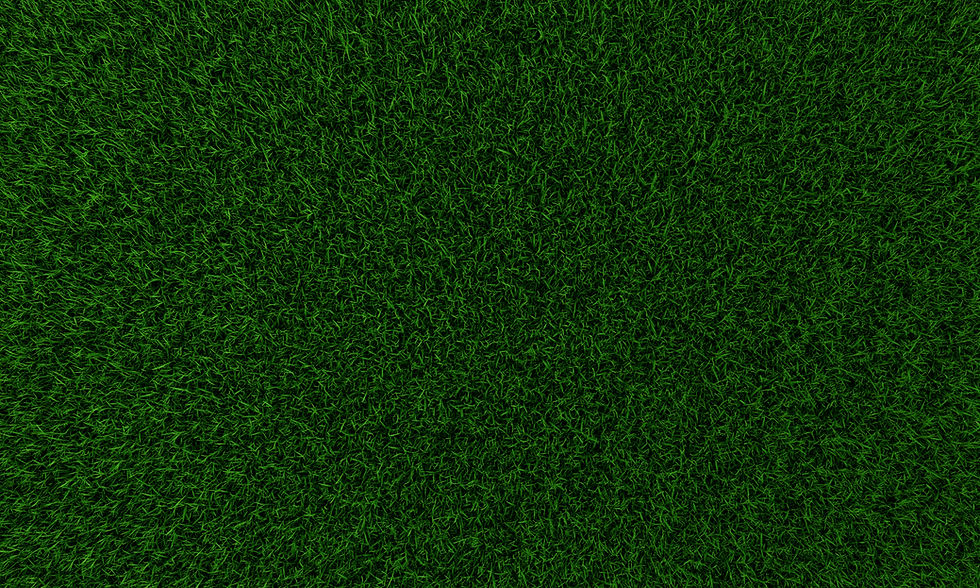 Lush thick green grass