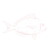 Pink Fish