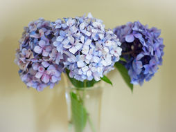 あっという間に6月