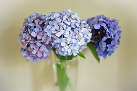 Hydrangeas in Vase