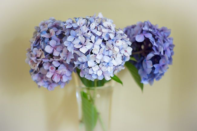 Hydrangeas in Vase