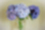 Hydrangeas in Vase