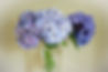 Hydrangeas in Vase