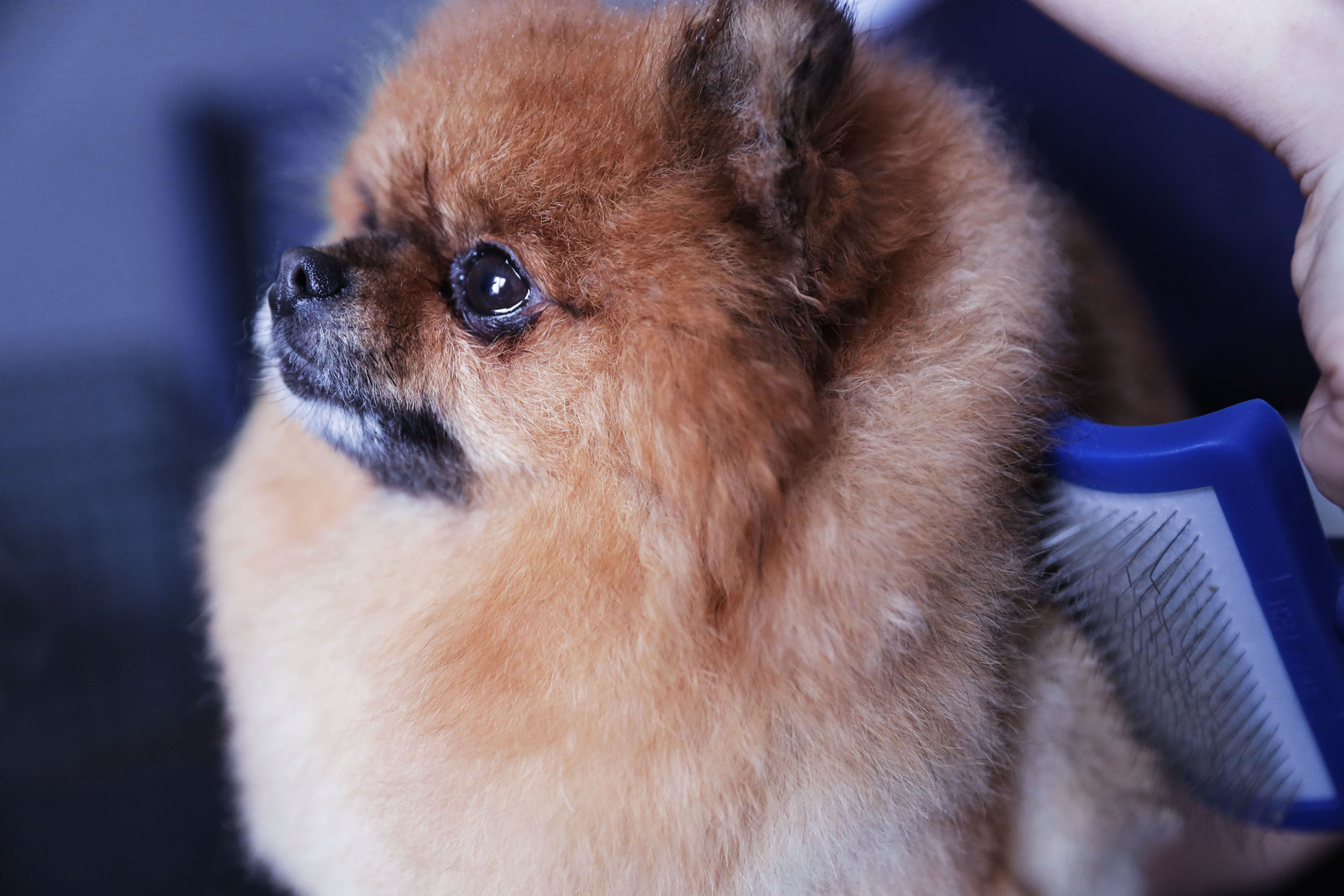 Pet Parent Private Brushing Lesson