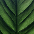 Close-Up Green Leaf