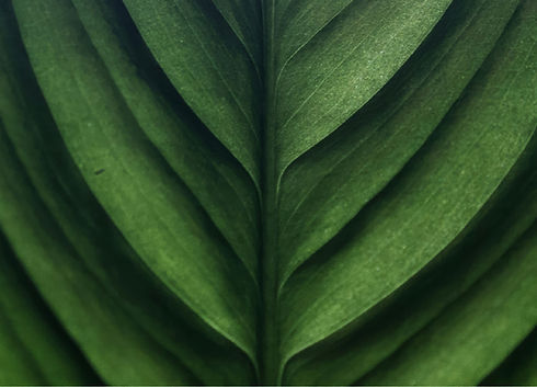 Close-Up Green Leaf