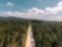 Coconut Trees and a Road