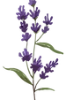 Lavender Plant Illustration