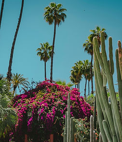 Cactus_Garden
