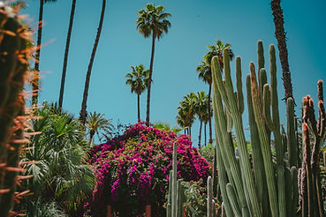 Cactus_Garden