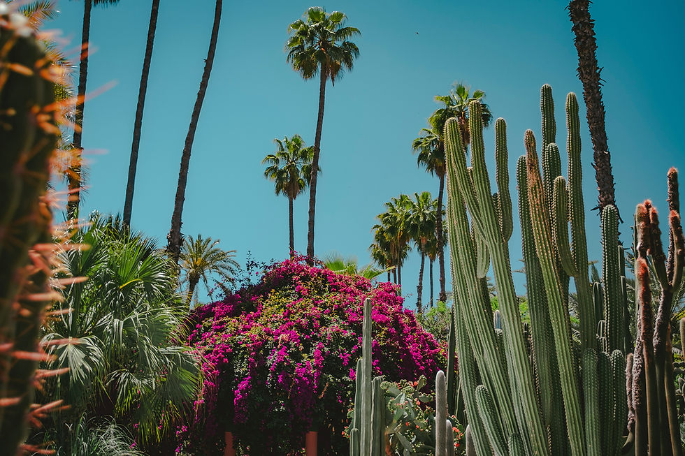 Cacti And Palm Trees