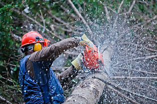 Person with a red helmet using a chainsaw to cut a tree branch