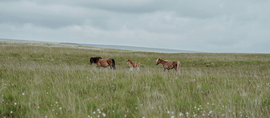 Horses In Meadow