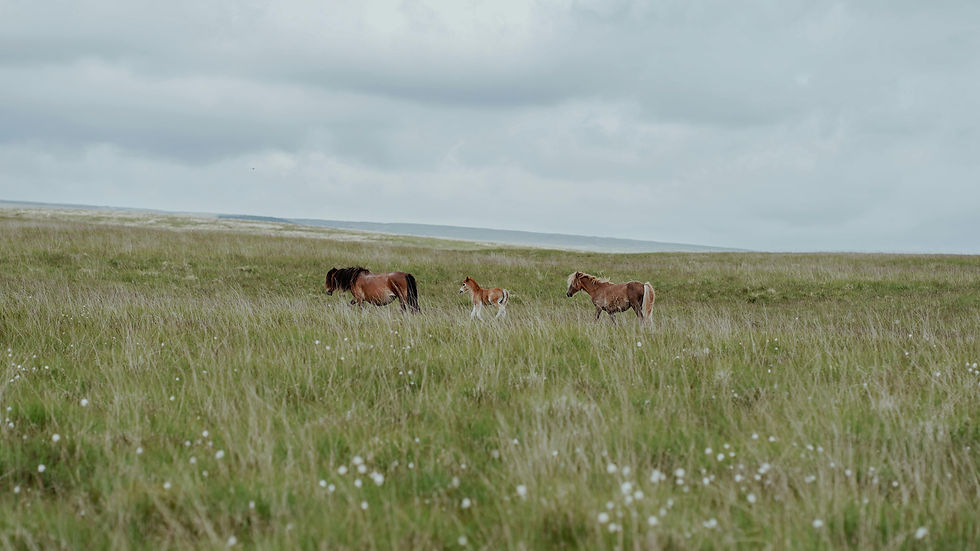 Horses In Meadow