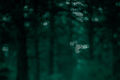 Blurry Forest