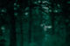 Blurry Forest