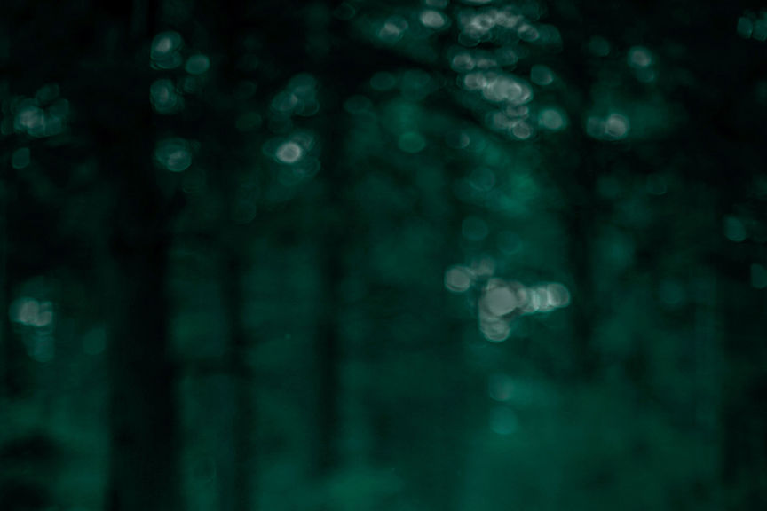 Vue floue de la forêt