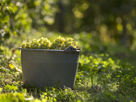 White Wine Grapes Harvest