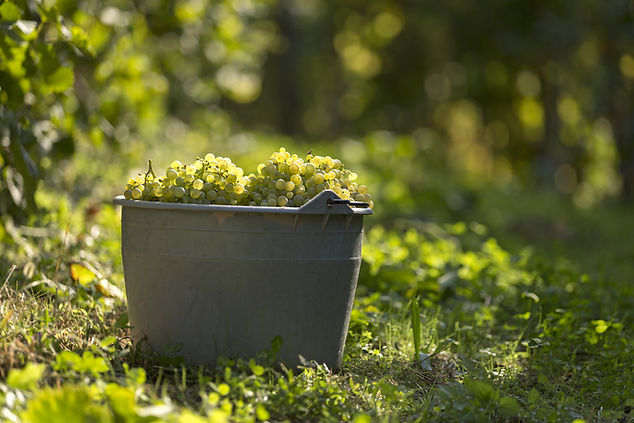 Grapes